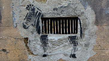 Urban zebra by OAKOAK