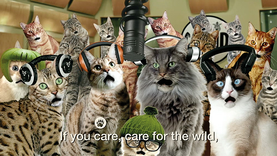 Cat aid video screenshot